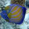 Pomacanthus Annularis adulte : 15 à 18 cm